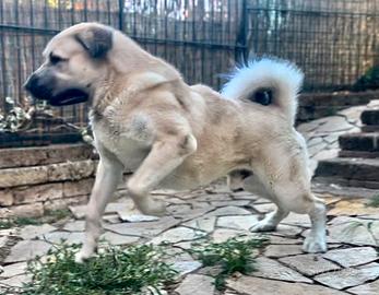 Pastore dell'Asia centrale russi