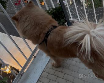 Chow chow femmina