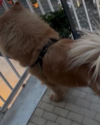 Chow chow femmina