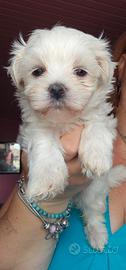 Maltese con pedigree ENCI