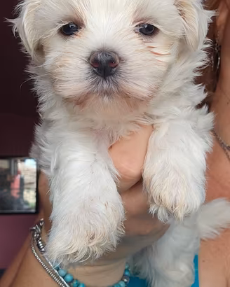 Maltese con pedigree ENCI