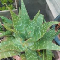 Piantine di Aloe Saponaria
