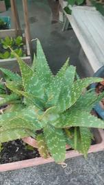 Piantine di Aloe Saponaria