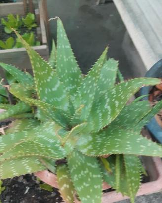Piantine di Aloe Saponaria