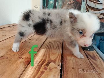 Cuccioli di border collie