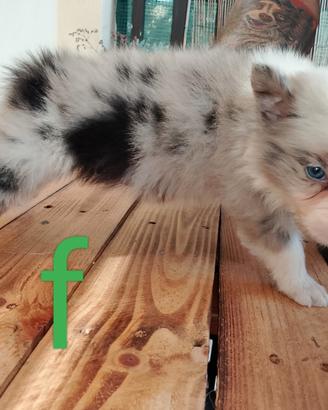 Cuccioli di border collie