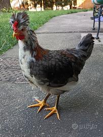 Gallo di Gallina della Ritirata