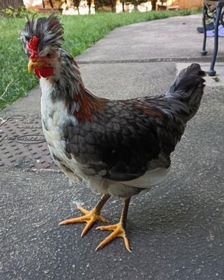 Gallo di Gallina della Ritirata