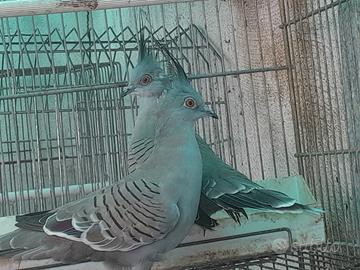 Tortora ciuffata australiana