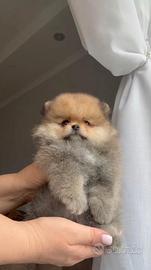 Pomerania Spitz Toy nano
