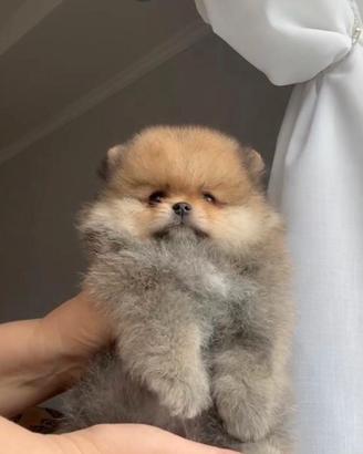 Pomerania Spitz Toy nano