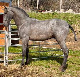 Cavallo pre andaluso puledro