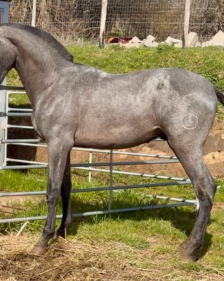 Cavallo pre andaluso puledro