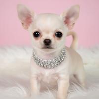 CHIHUAHUA TOY CUCCIOLI TOP pag in 12 mesi