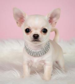 CHIHUAHUA TOY CUCCIOLI TOP pag in 12 mesi