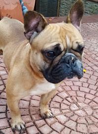Stallone bouledogue francese