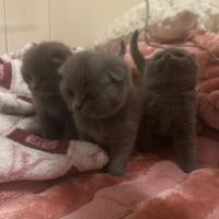 Scottish fold