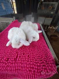 Coniglietti ariete nani