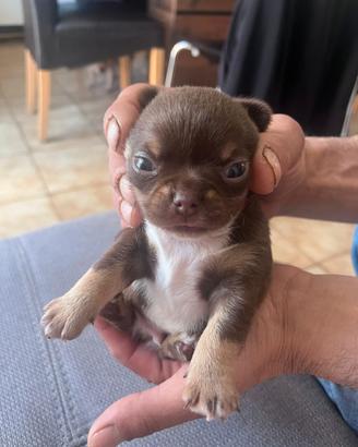 Chihuahua mexicana