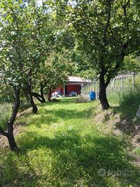 Cascina ristrutturata con vigna pianeggiante - Occ