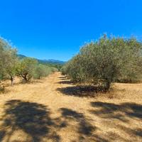 Terreno agricolo con ulivi e querce secolari