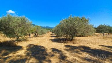 Terreno agricolo con ulivi e querce secolari
