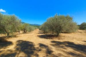 Terreno agricolo con ulivi e querce secolari