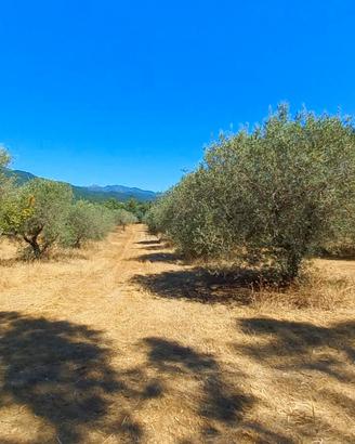 Terreno agricolo con ulivi e querce secolari