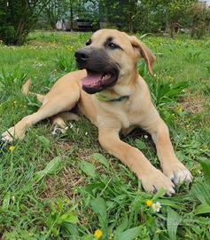 Cucciolo simil Labrador