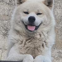 Akita Inu - 2 anni e mezzo - microchippato