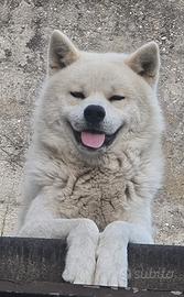 Akita Inu - 2 anni e mezzo - microchippato