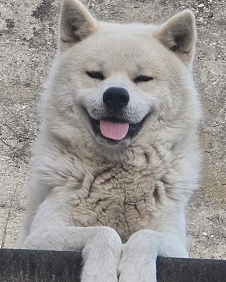 Akita Inu - microchippato