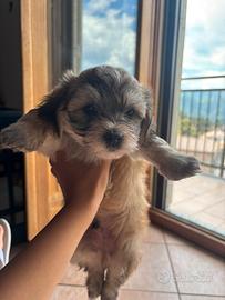 Maltipoo