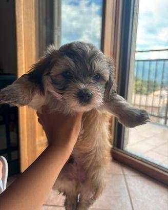 Maltipoo