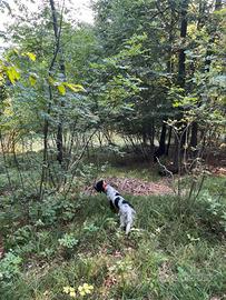 Setter inlgese 3 anni