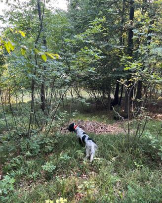 Setter inlgese 3 anni