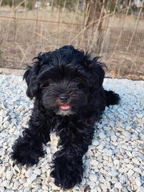 cucciolo maschietto 