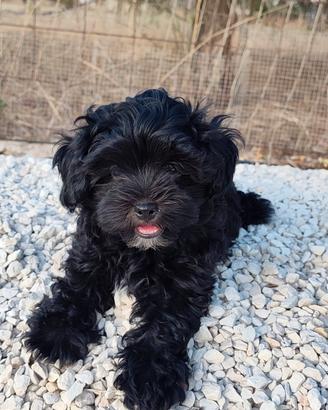 cucciolo maschietto 