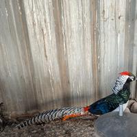 Animali Fagiani Lady Amherst