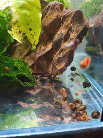 Acquario lumache e gamberi