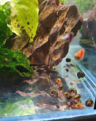 Acquario lumache e gamberi