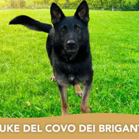 Cuccioli di pastore tedesco