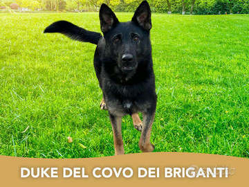 Cuccioli di pastore tedesco