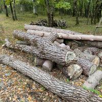 tronchi di pino