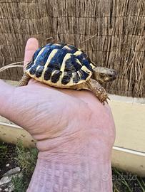 Tartarughe Testudo hermanni-anni 2023 e 2024