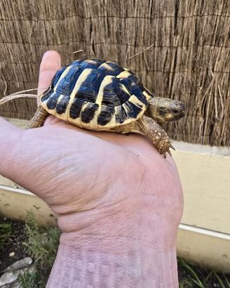 Tartarughe Testudo hermanni-anni 2023 e 2024