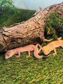 Geco leopardini