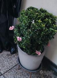 sempreverde con vaso
