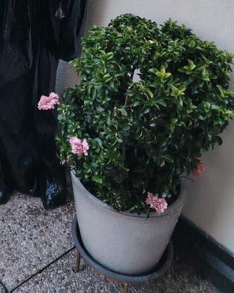 sempreverde con vaso