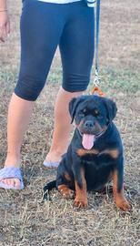 Cuccioli Rottweiler